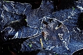 feuilles gelees